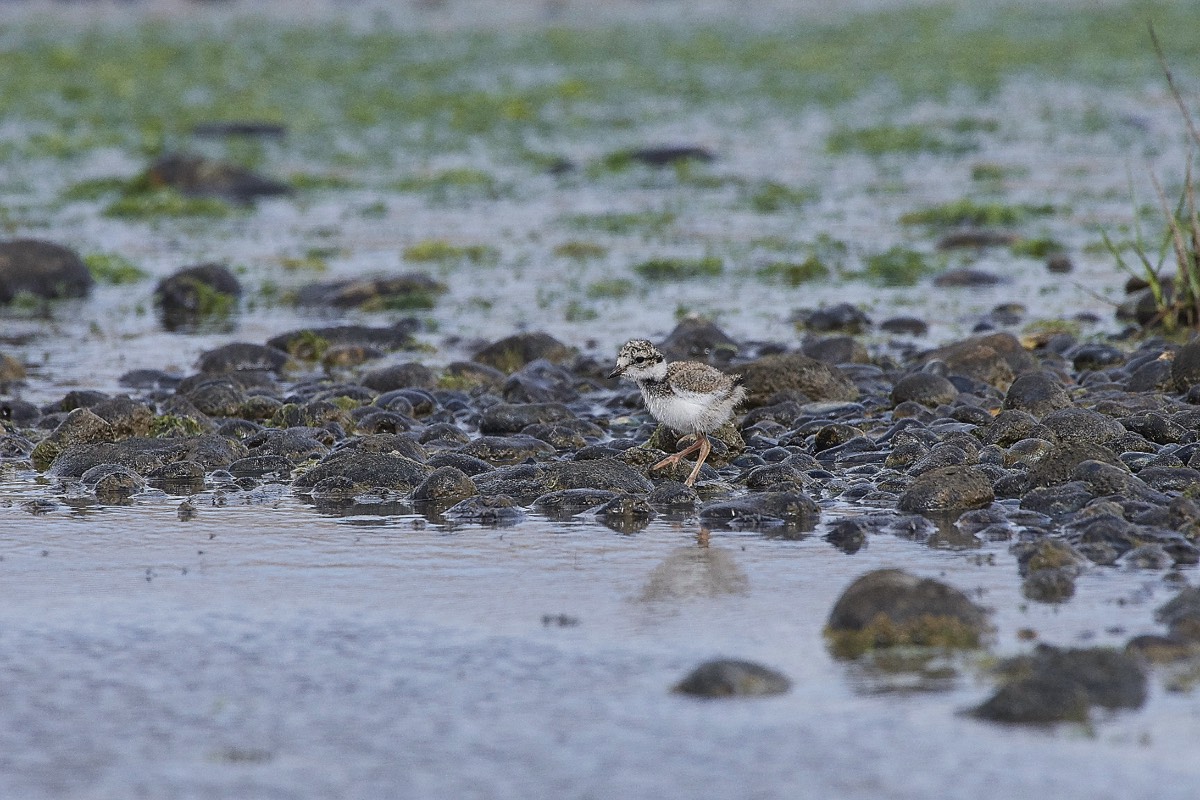 Young Ringed Plover - Salthouse 01/08/19