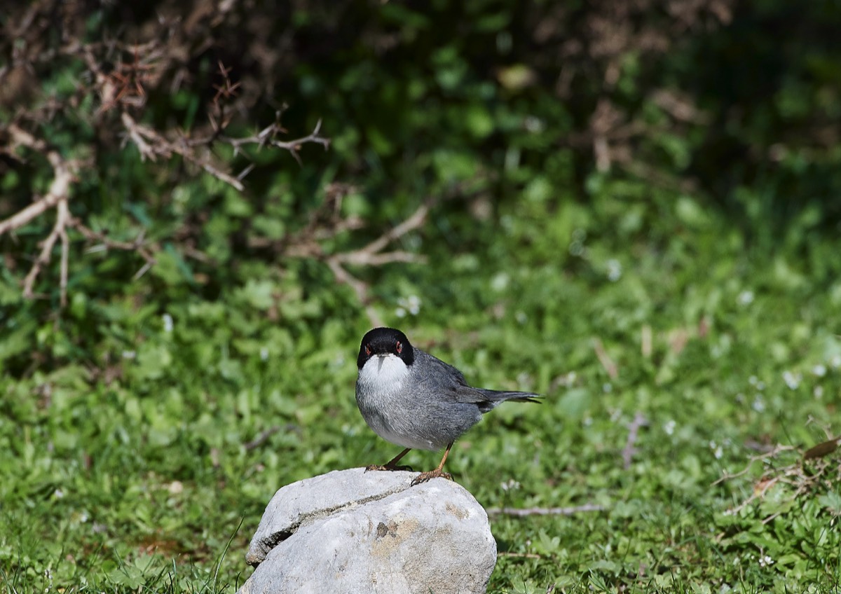 Sardinian Warbler - Omalos Crete 14/04/19