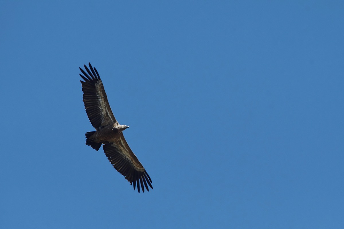 Griffon Vulture - Aredena Crete 12/04/19