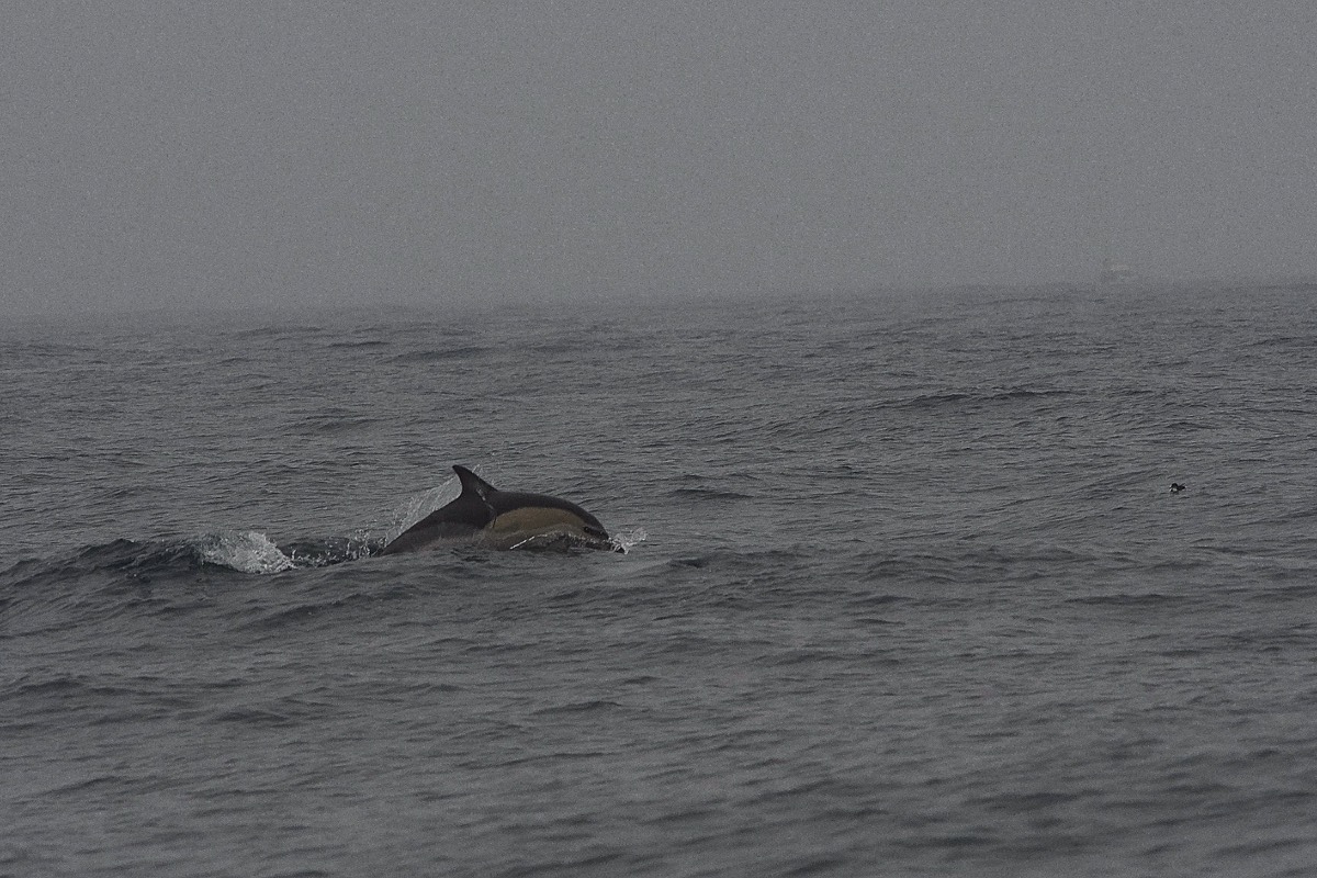 Dolphin- Scilly Pelagic  24/08/19
