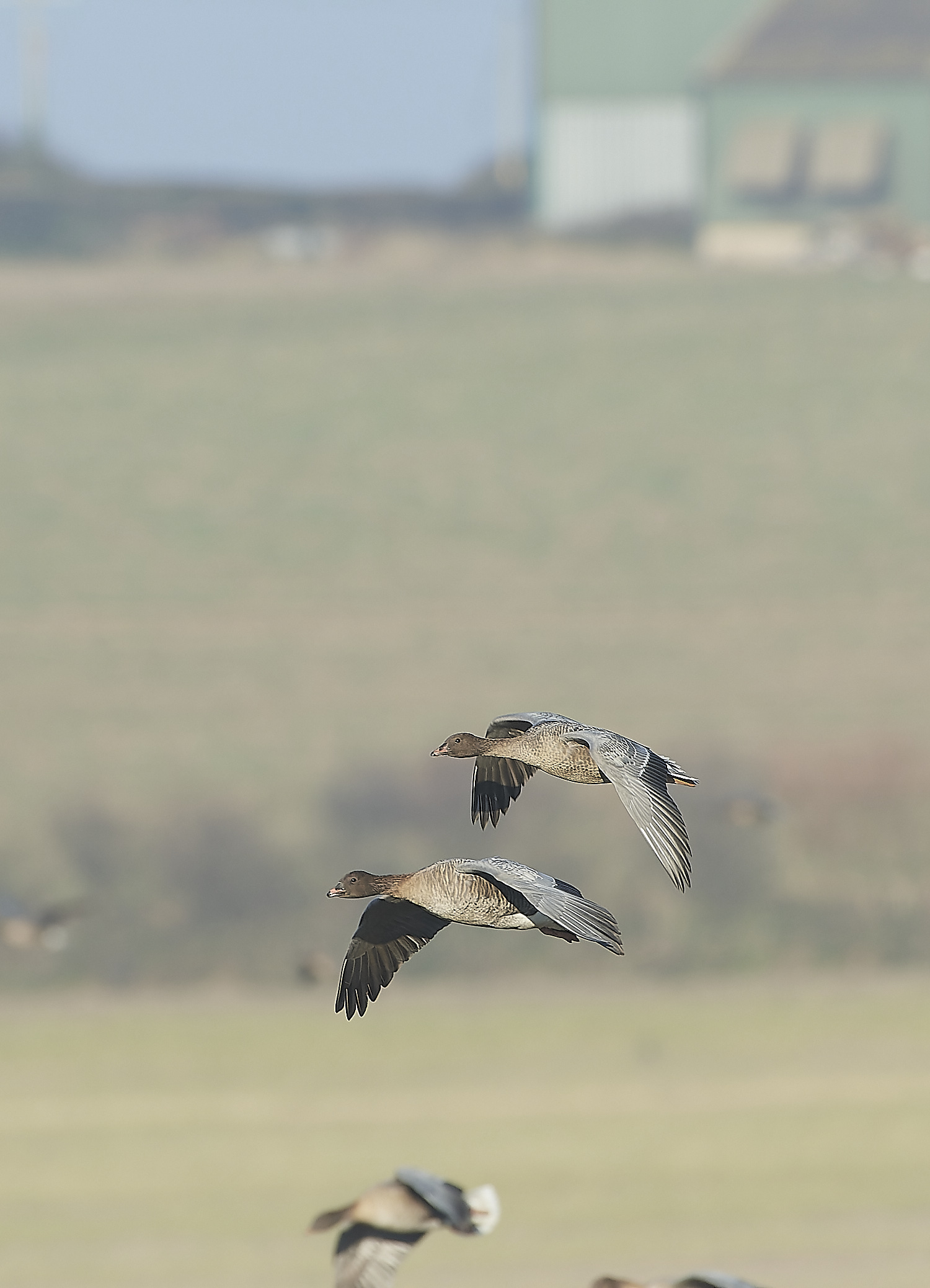 ChoseleyPinkFeet301219-1-NEF_DxO_DeepPRIME