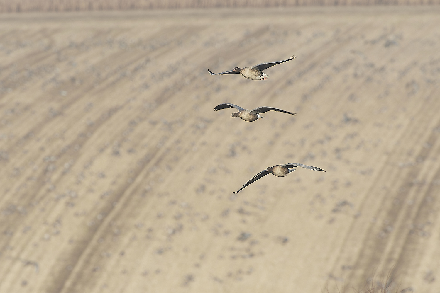 ChoseleyPinkFeet301219-10-NEF_DxO_DeepPRIME