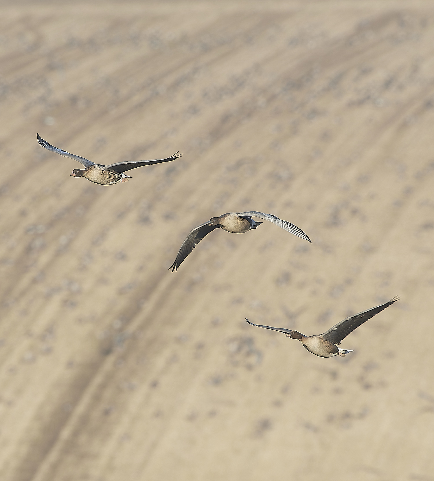 ChoseleyPinkFeet301219-11-NEF_DxO_DeepPRIME