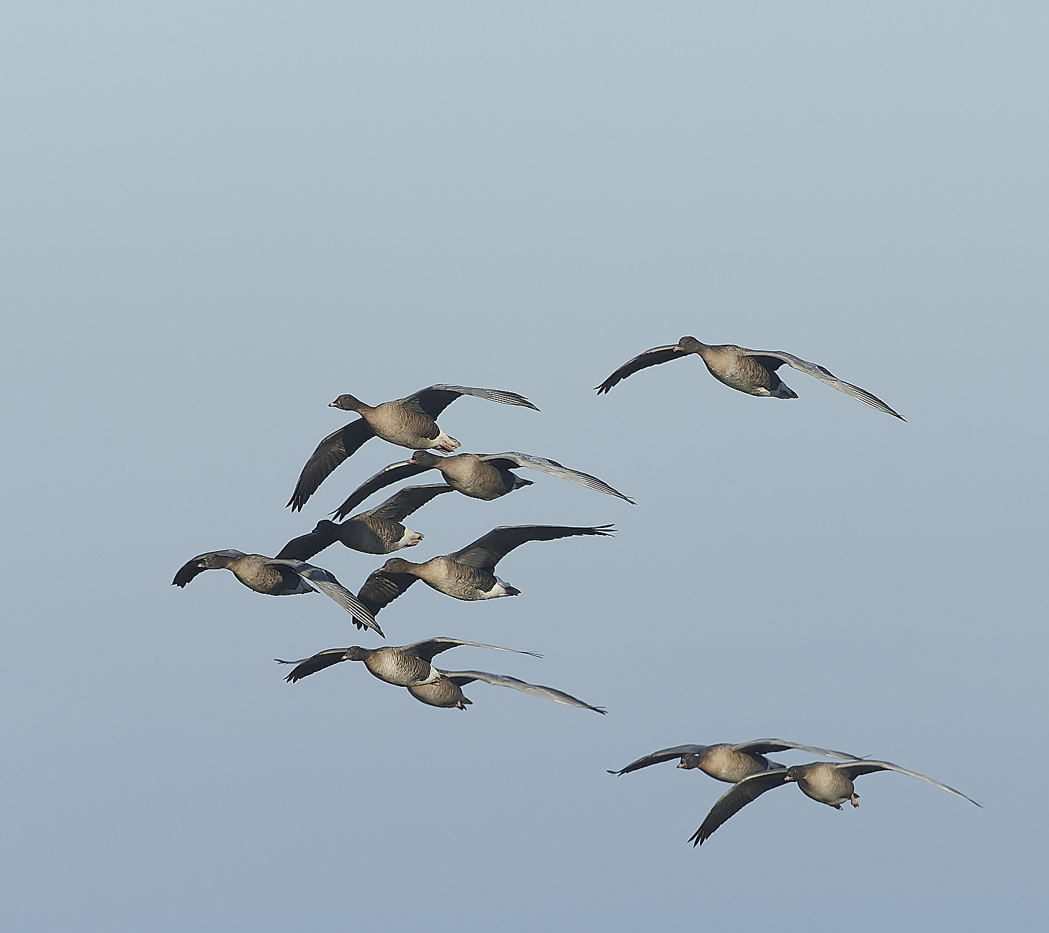 ChoseleyPinkFeet301219-13-NEF_DxO_DeepPRIME