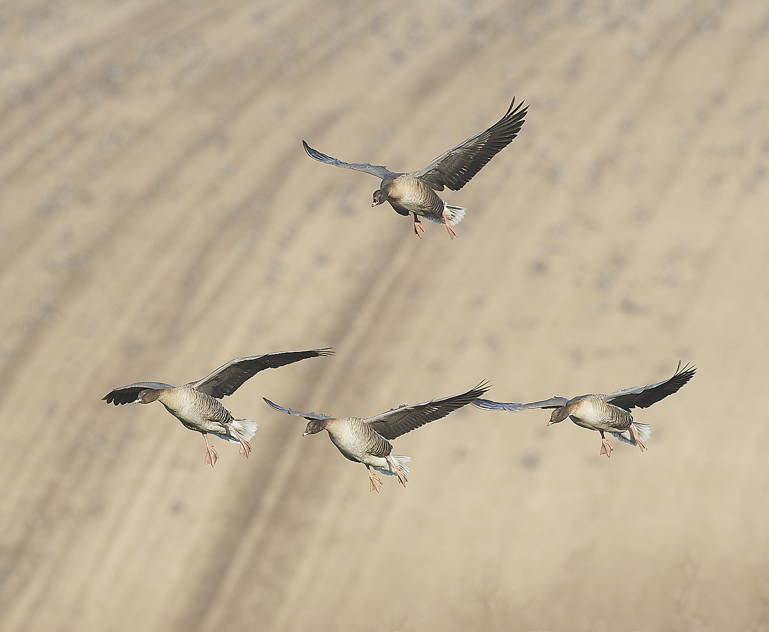 ChoseleyPinkFeet301219-14-NEF_DxO_DeepPRIME