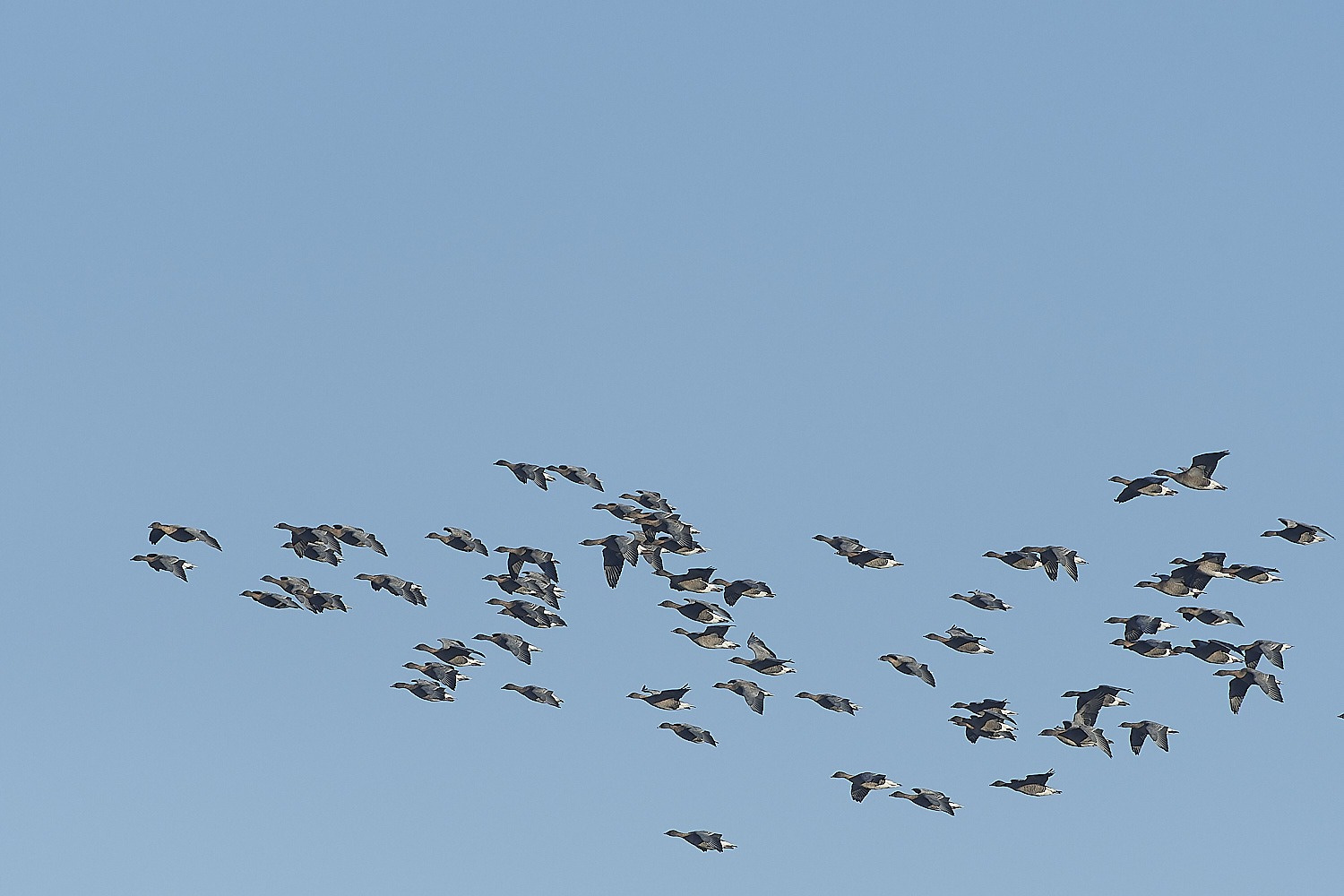 ChoseleyPinkFeet301219-15-NEF_DxO_DeepPRIME