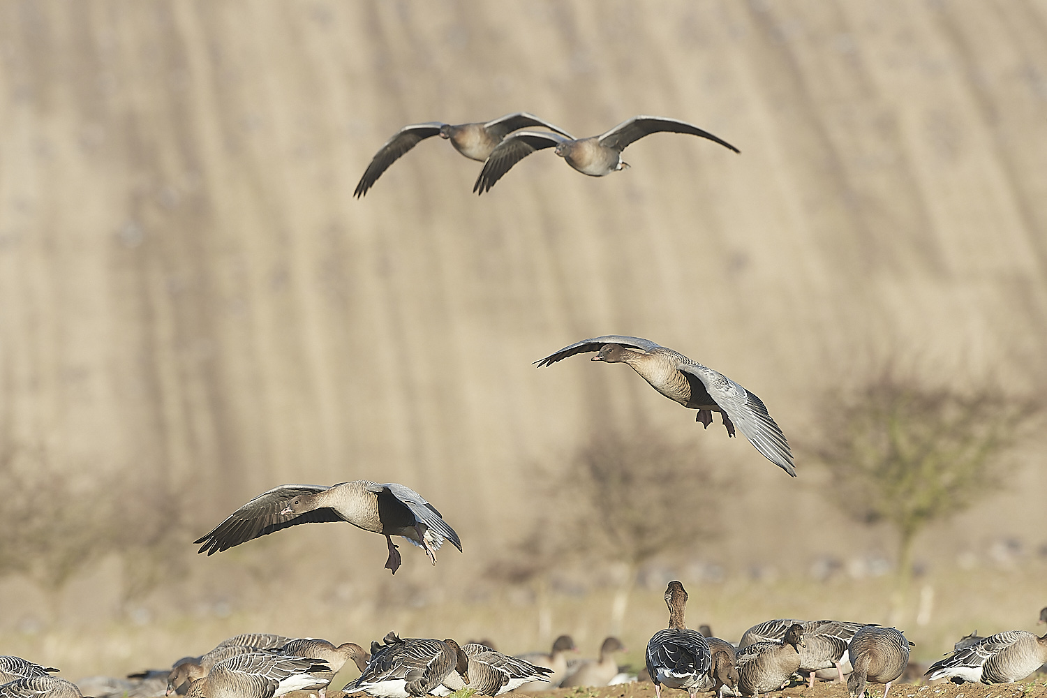 ChoseleyPinkFeet301219-16-NEF_DxO_DeepPRIME