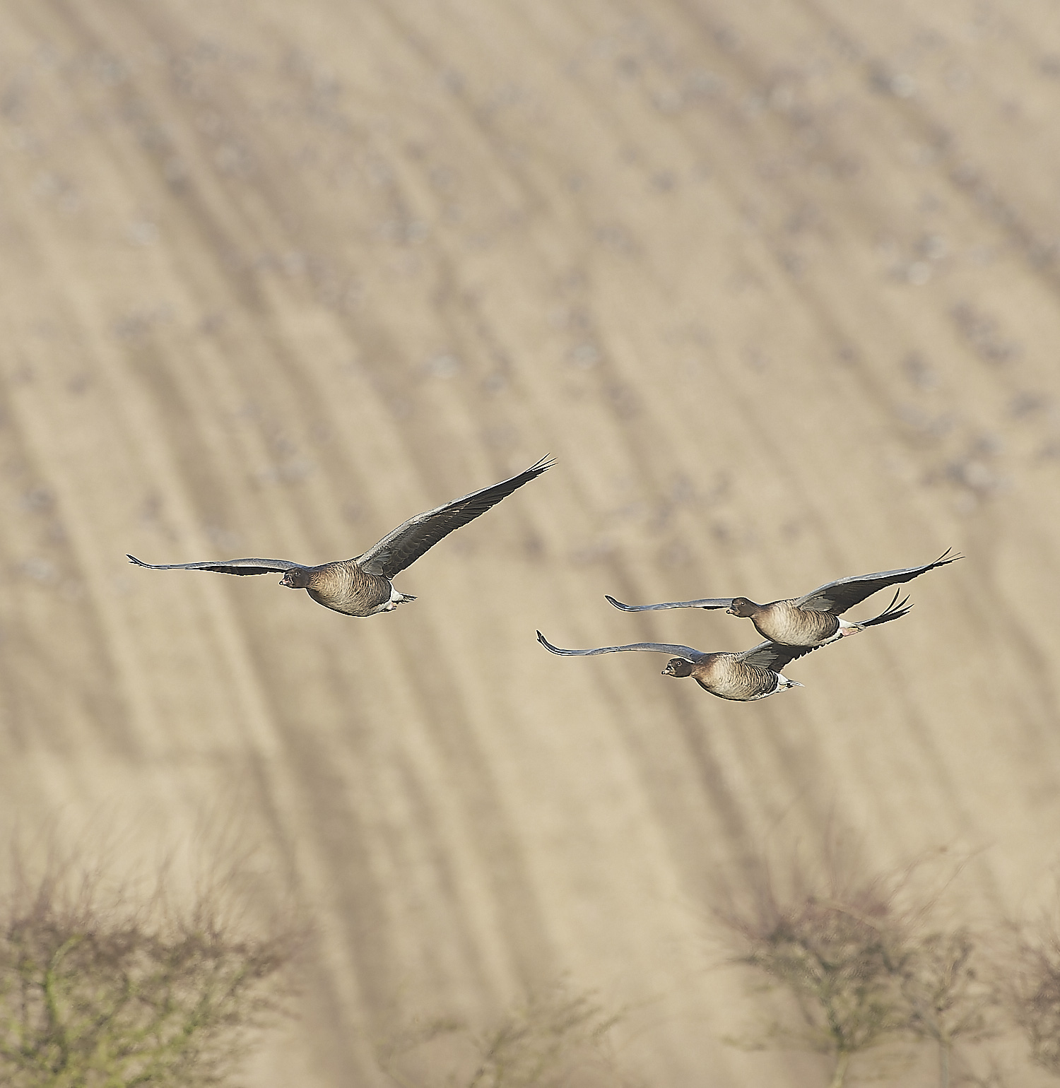 ChoseleyPinkFeet301219-17-NEF_DxO_DeepPRIME