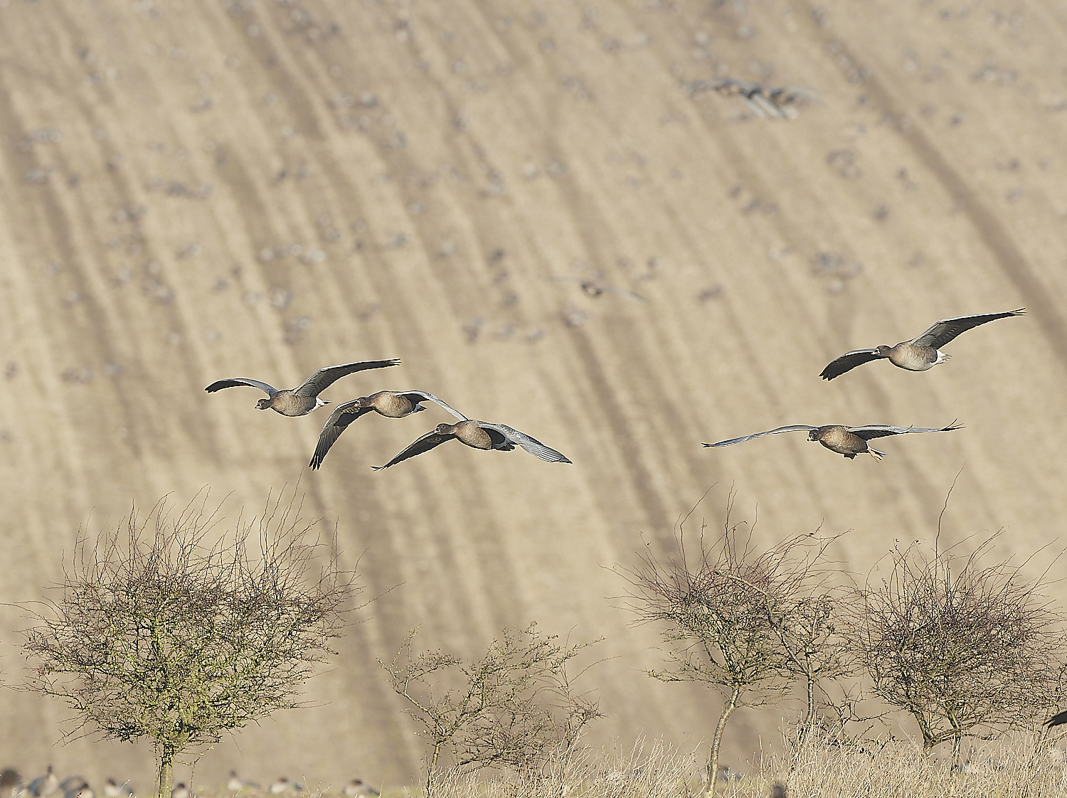 ChoseleyPinkFeet301219-18-NEF_DxO_DeepPRIME