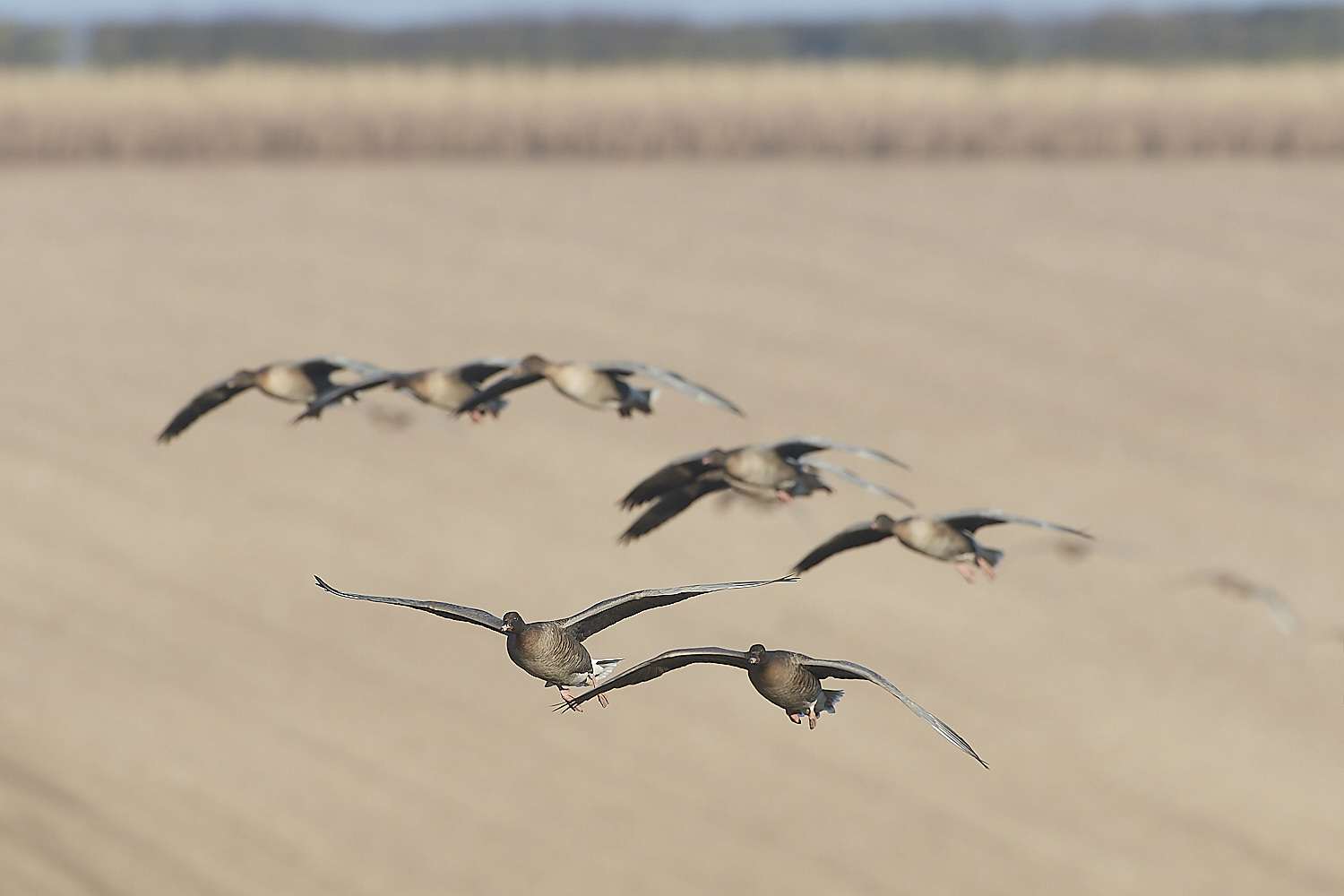 ChoseleyPinkFeet301219-19-NEF_DxO_DeepPRIME