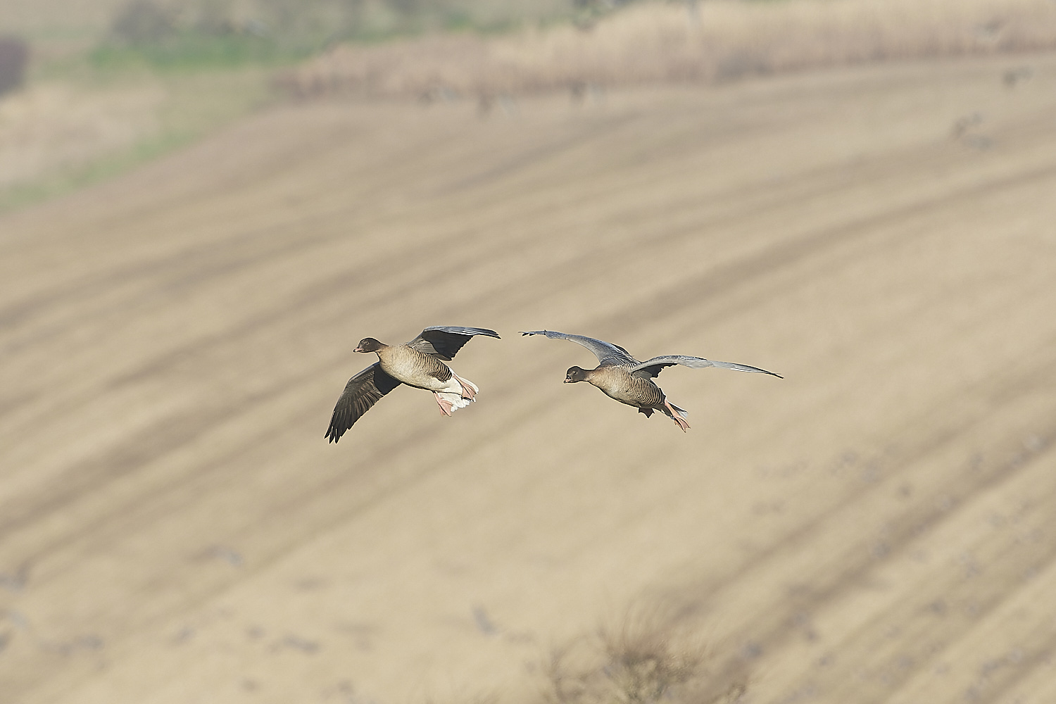 ChoseleyPinkFeet301219-2-NEF_DxO_DeepPRIME