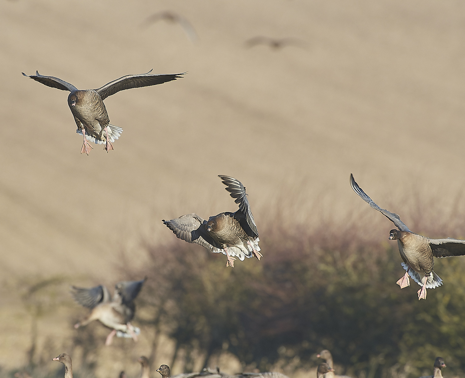 ChoseleyPinkFeet301219-22-NEF_DxO_DeepPRIME