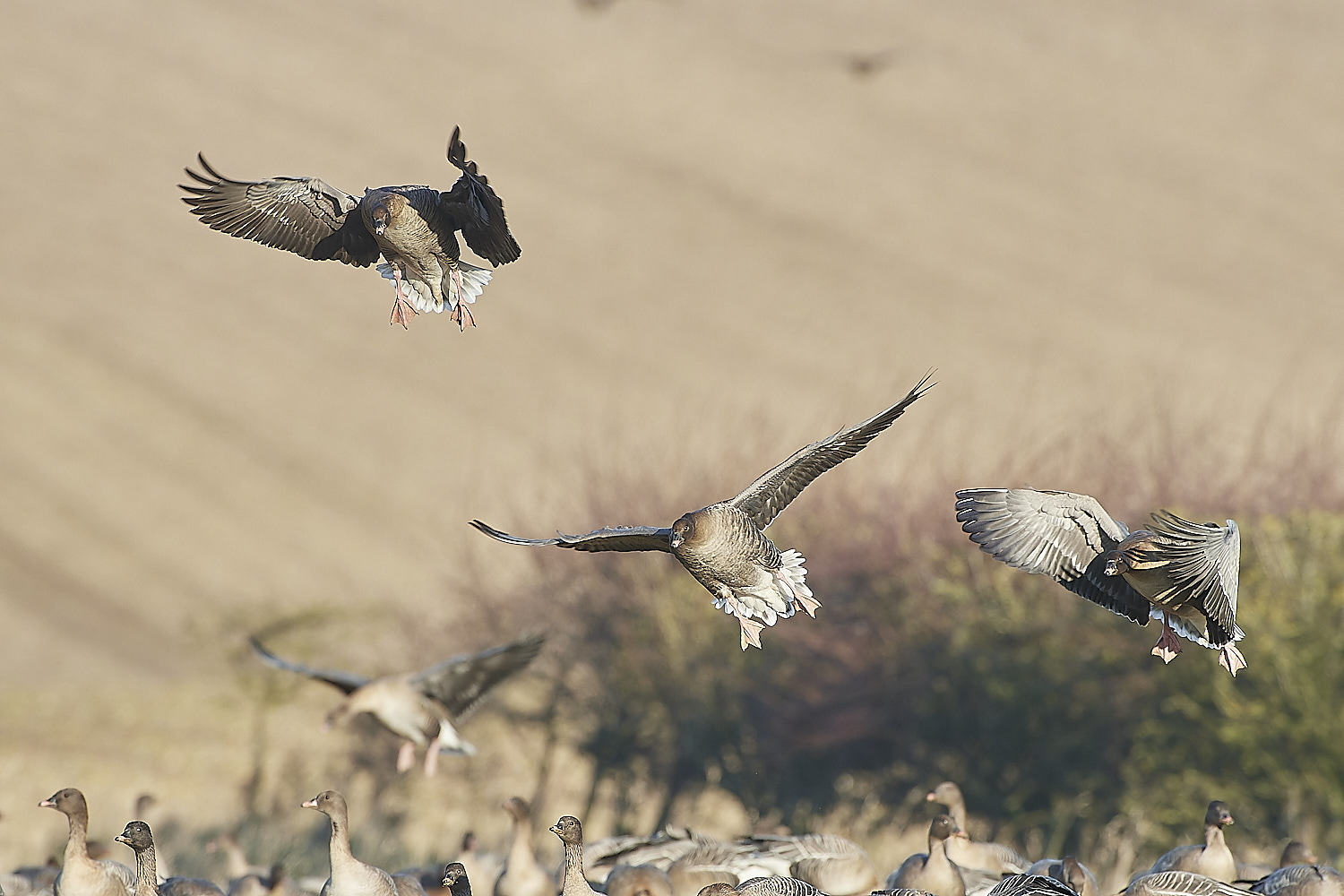 ChoseleyPinkFeet301219-23-NEF_DxO_DeepPRIME