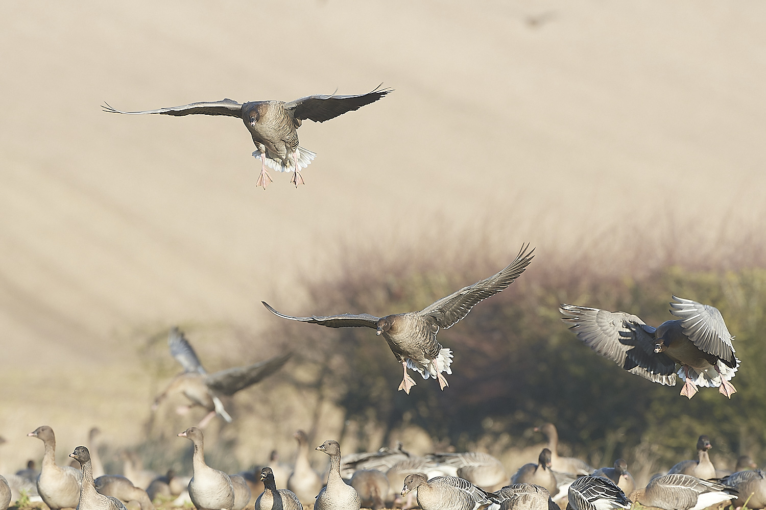 ChoseleyPinkFeet301219-25-NEF_DxO_DeepPRIME