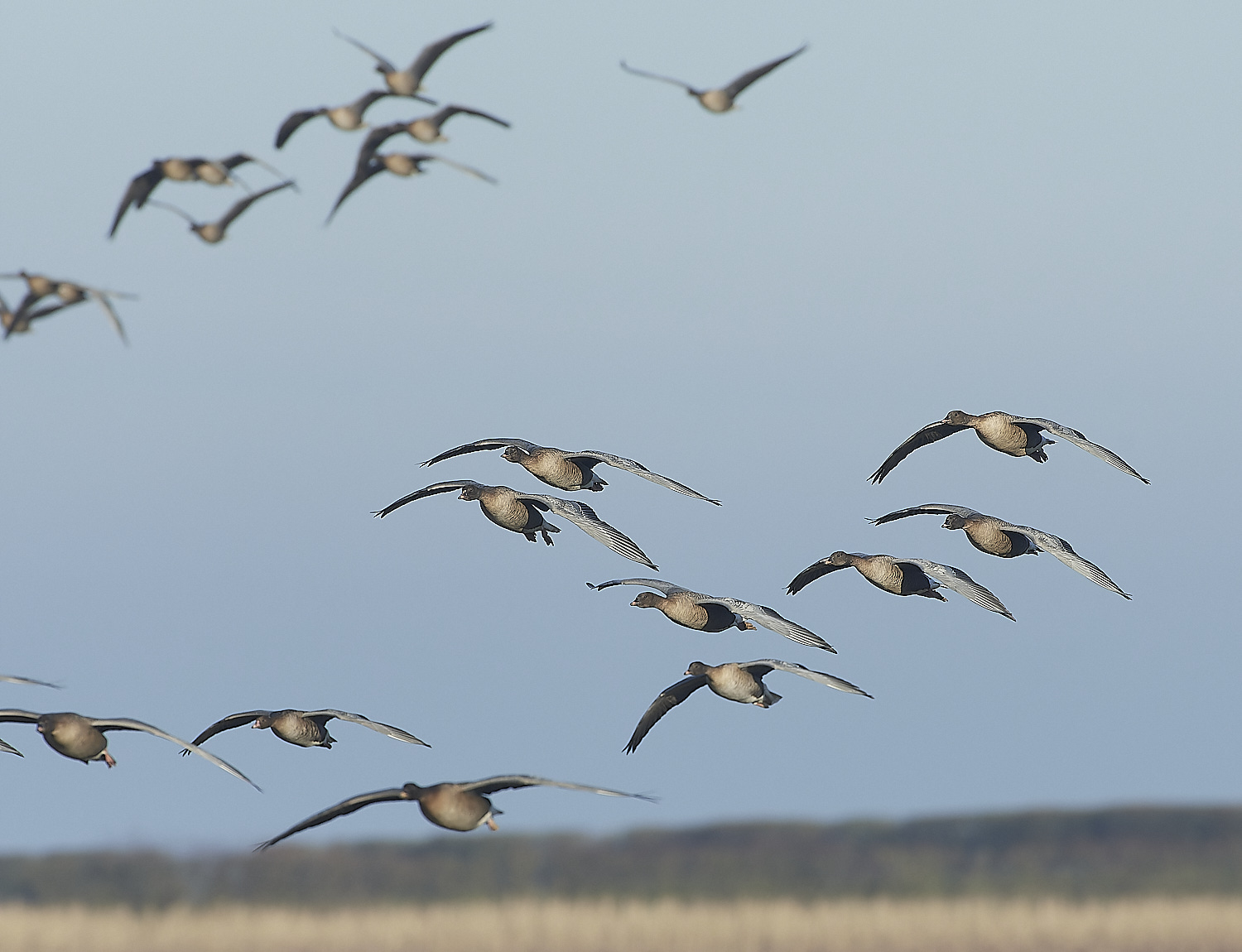 ChoseleyPinkFeet301219-26-NEF_DxO_DeepPRIME