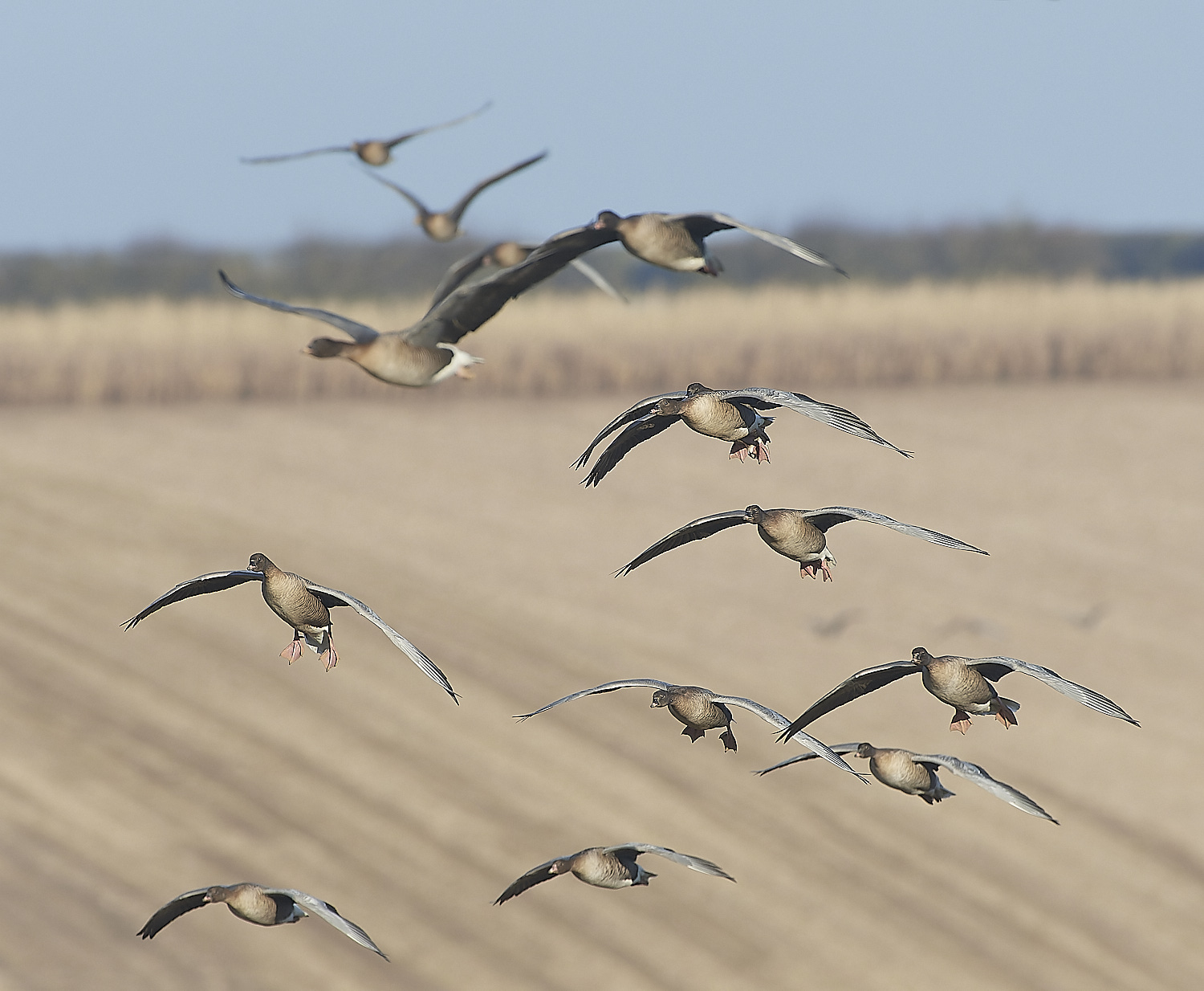 ChoseleyPinkFeet301219-27-NEF_DxO_DeepPRIME