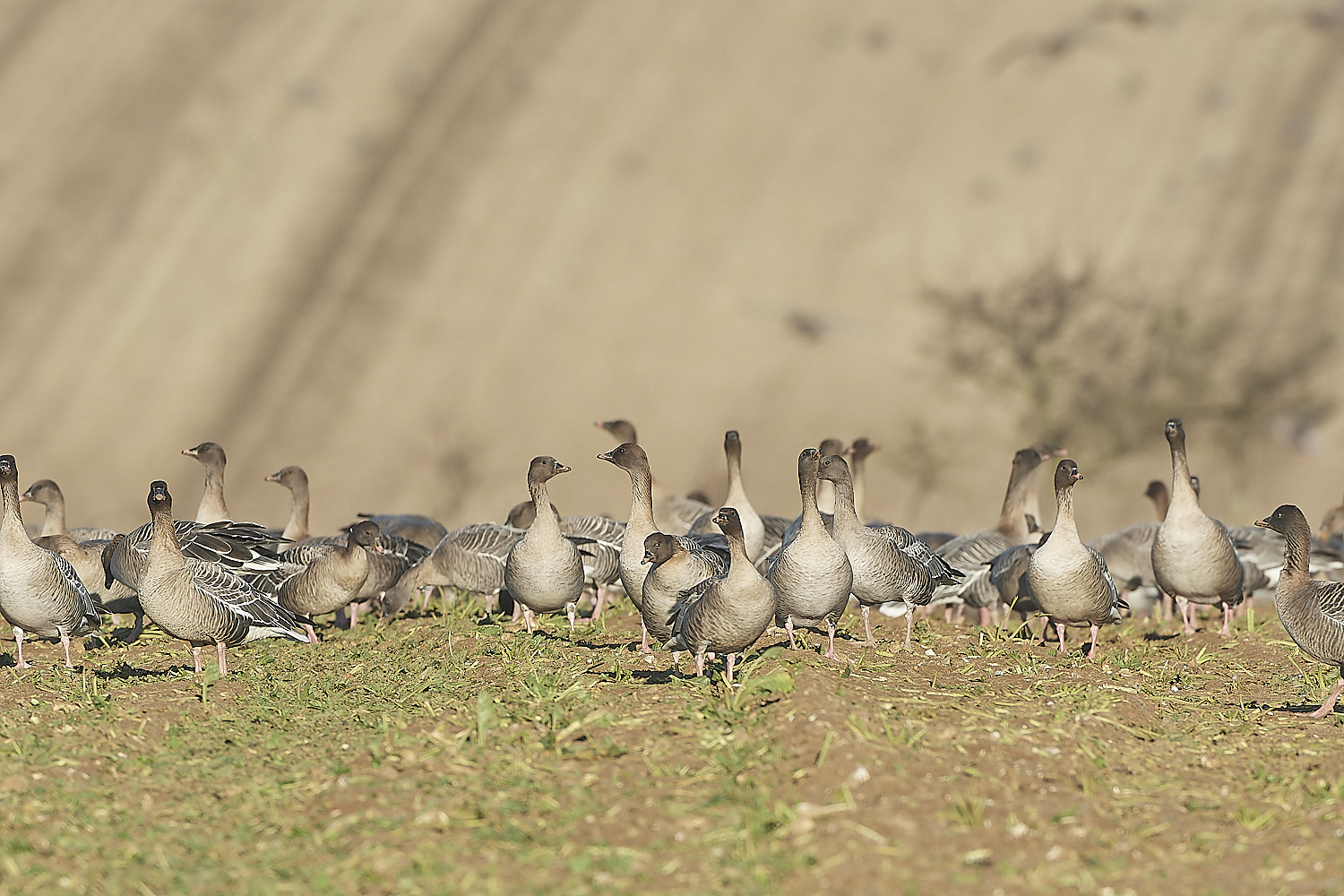 ChoseleyPinkFeet301219-28-NEF_DxO_DeepPRIME