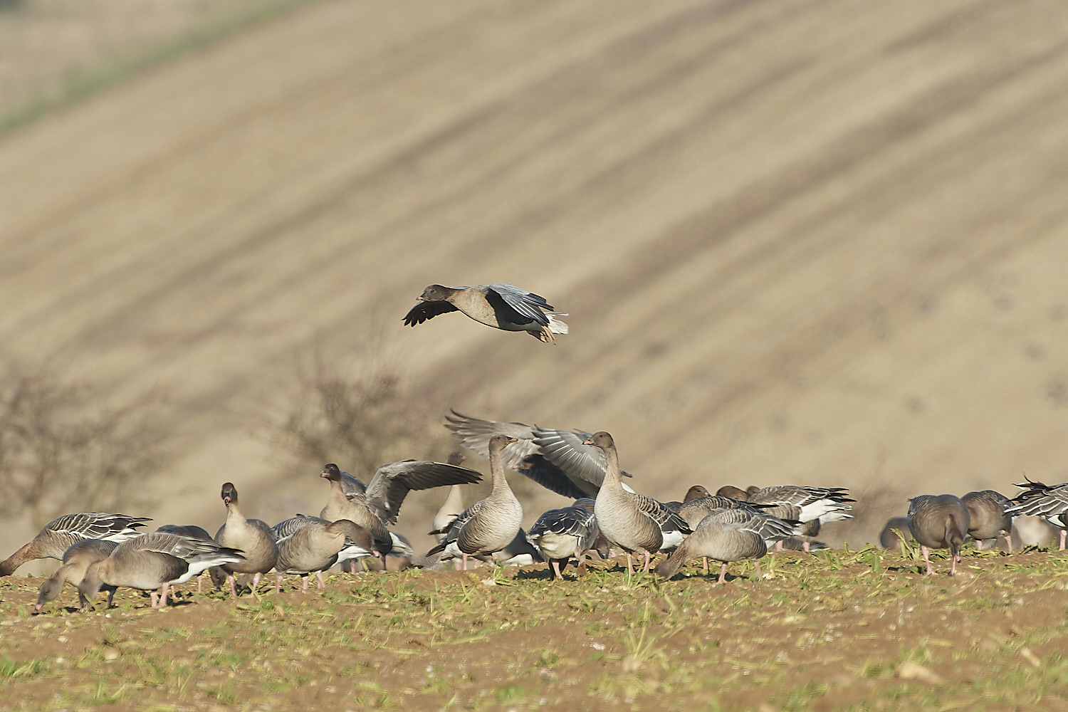 ChoseleyPinkFeet301219-3-NEF_DxO_DeepPRIME