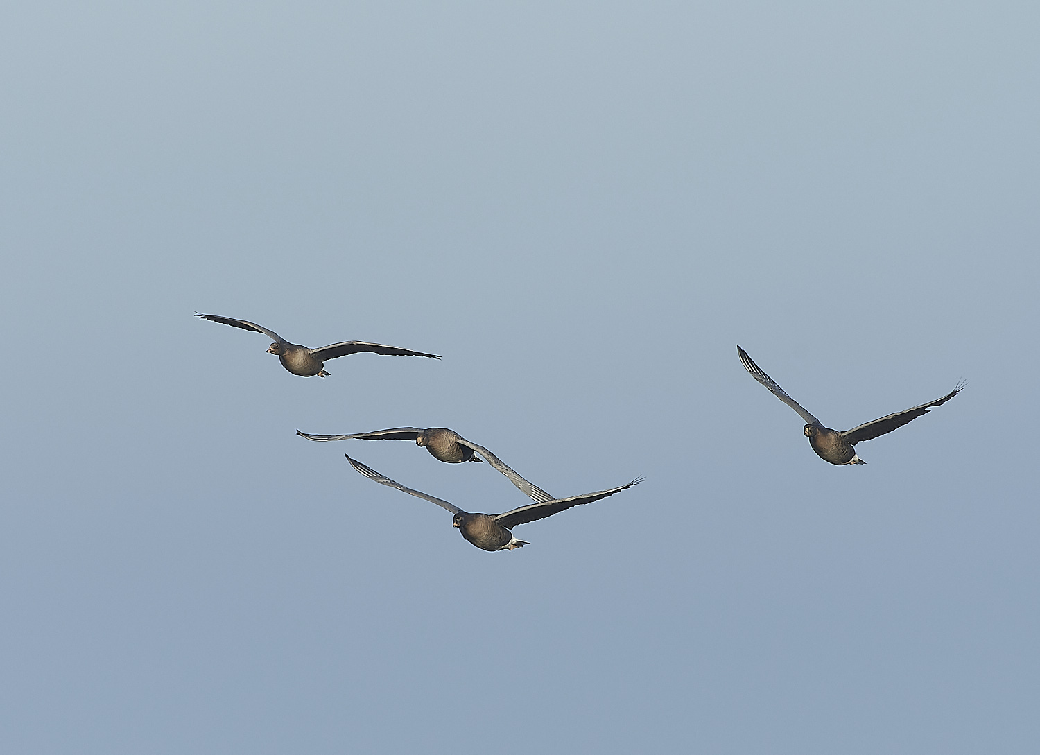 ChoseleyPinkFeet301219-4-NEF_DxO_DeepPRIME