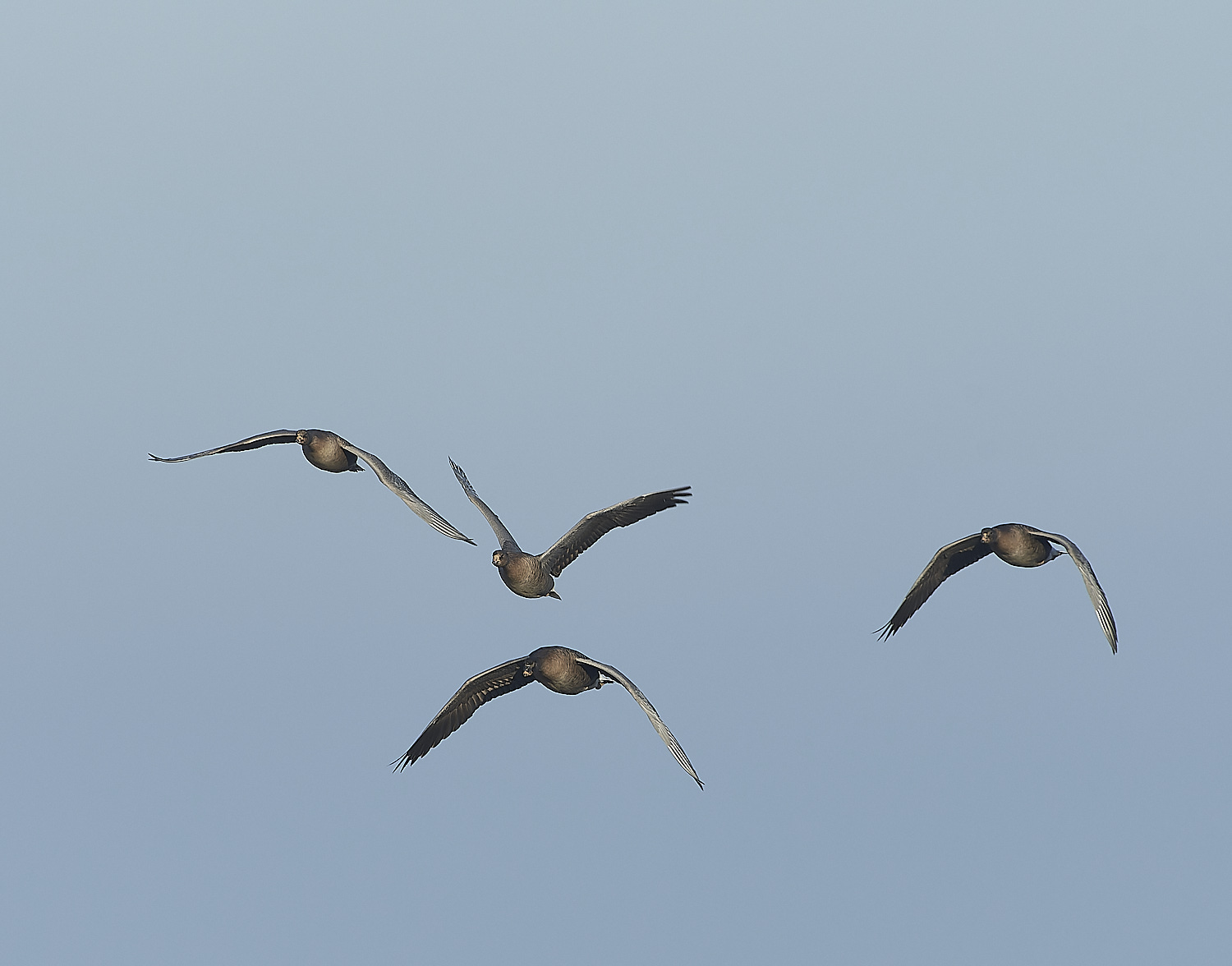 ChoseleyPinkFeet301219-5-NEF_DxO_DeepPRIME