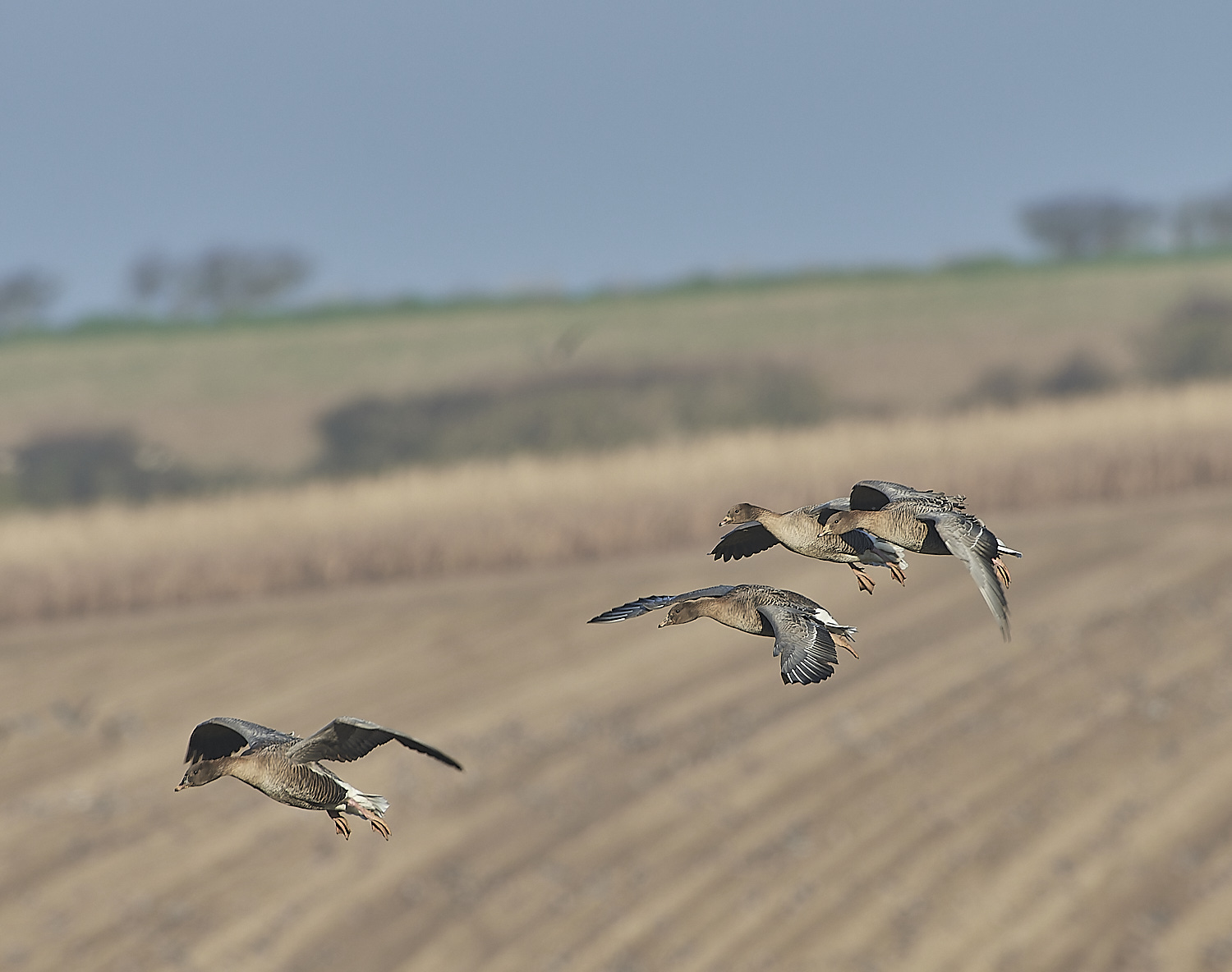 ChoseleyPinkFeet301219-6-NEF_DxO_DeepPRIME