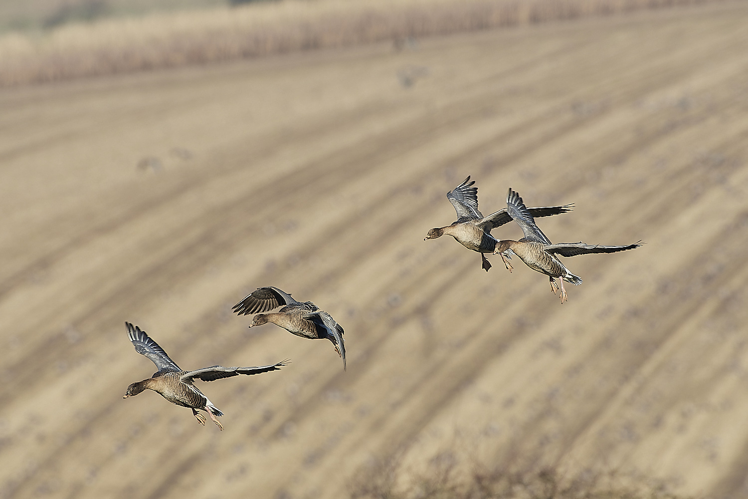 ChoseleyPinkFeet301219-7-NEF_DxO_DeepPRIME