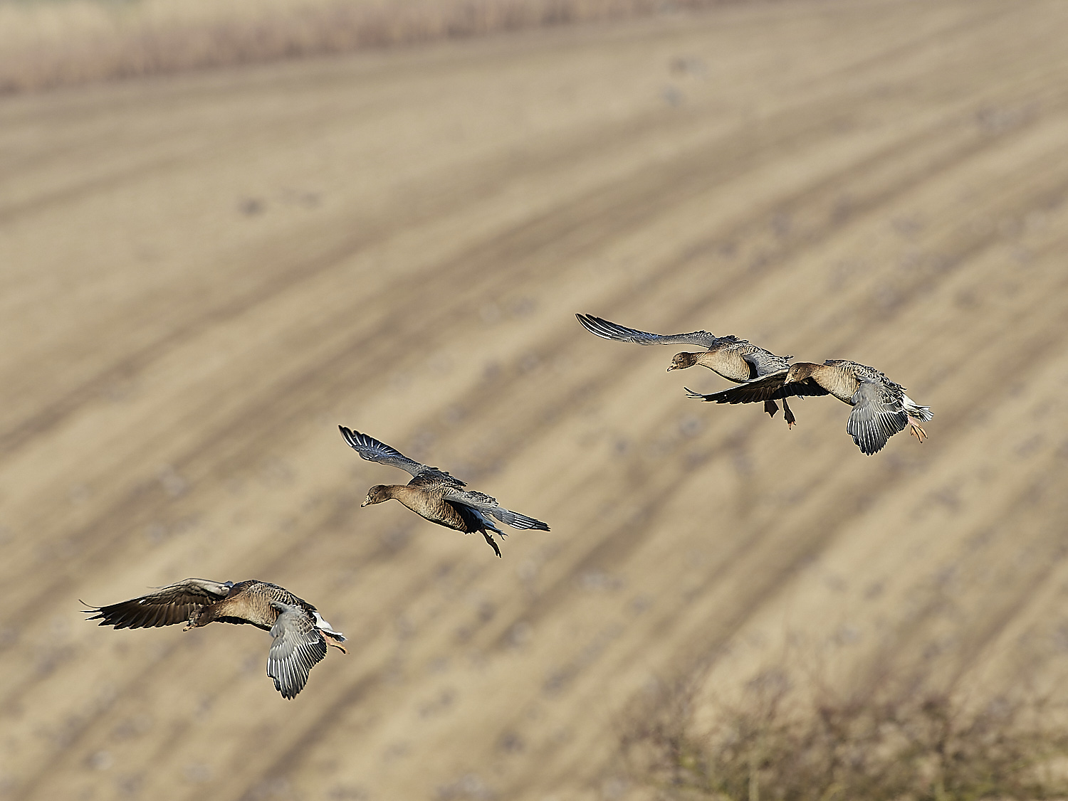 ChoseleyPinkFeet301219-8-NEF_DxO_DeepPRIME