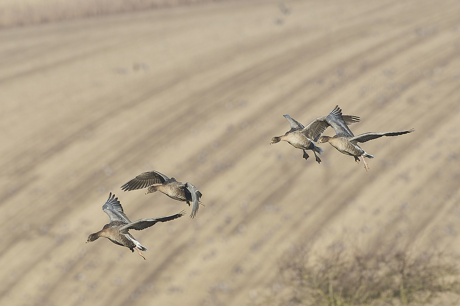 ChoseleyPinkFeet301219-9-NEF_DxO_DeepPRIME