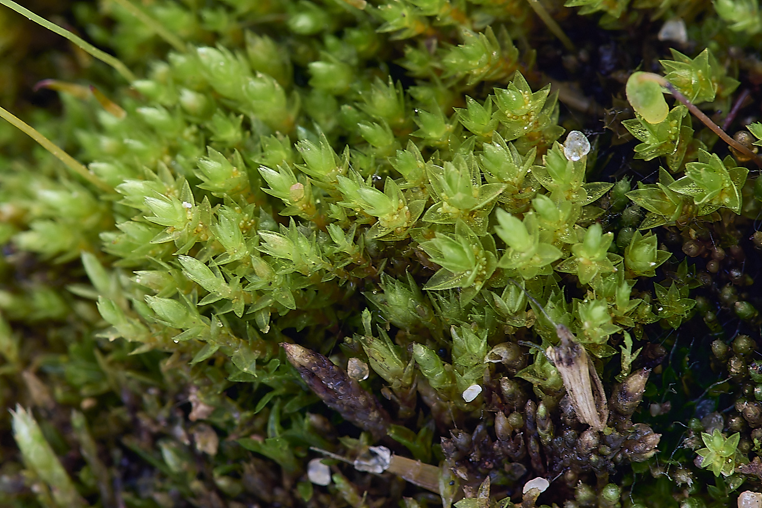 HindringhamBdichotomum081219-1-NEF-