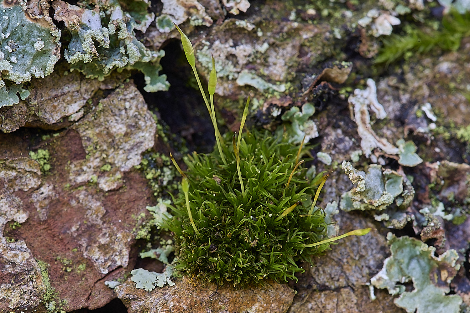 HindringhamDcirrata081219-1-NEF-