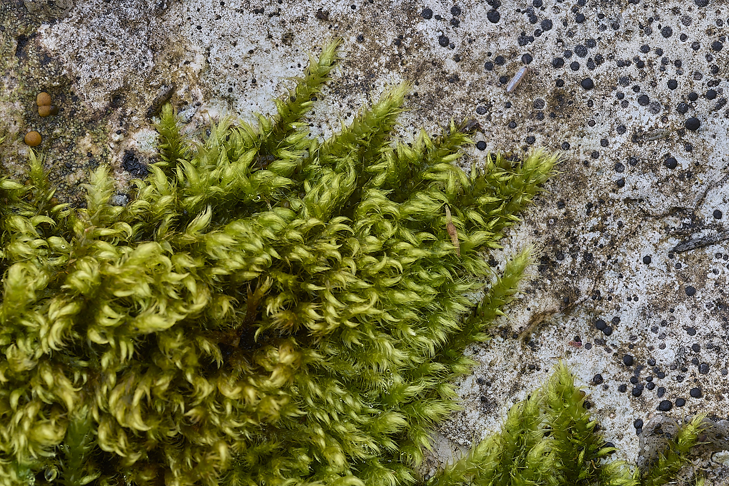 PortlandMoss3141219-2-NEF-