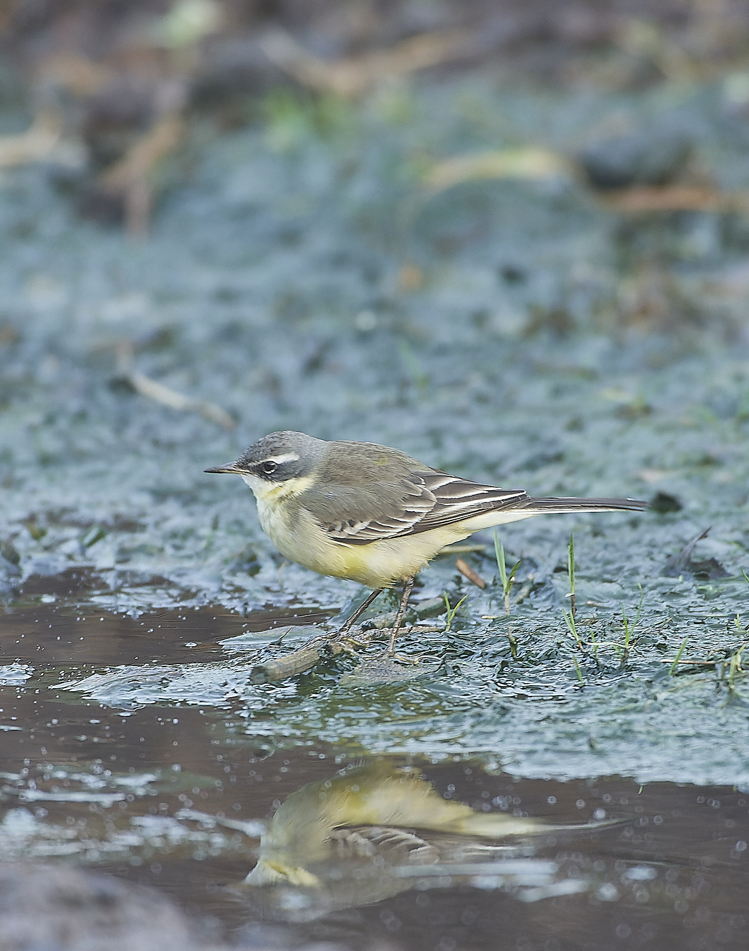 SedgeworthBlueHeadedWagtail301219-13-NEF_DxO_DeepPRIME 1